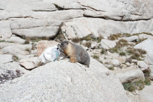 Human trained Marmot on the Whitney Trail